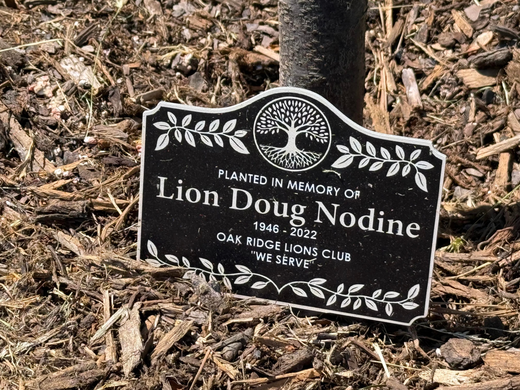 Planted in memory of Lion Doug Nodine (1946 to 2022)